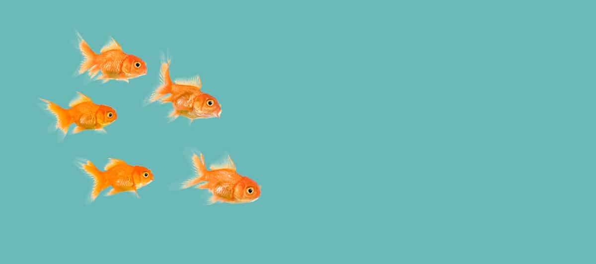 Building High-Performing<br>Organizations through<br>Professional Team<br>Development